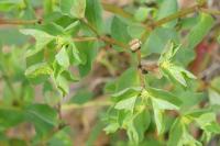 Euphorbia peplus