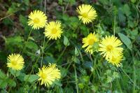 Doronicum plantagineum