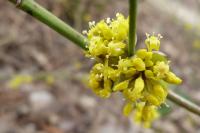Cornus mas