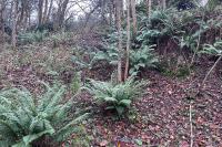 Polystichum setiferum