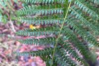 Polystichum setiferum
