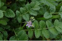 Erodium moschatum