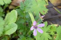 Erodium cicutarium