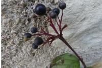 Cornus sanguinea