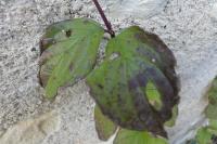 Cornus sanguinea