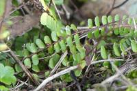 Asplenium trichomanes
