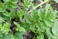 Erodium moschatum