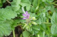 Erodium moschatum