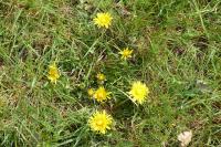 Taraxacum officinale