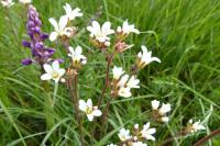 Saxifraga granulata
