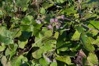 Petasites pyrenaicus