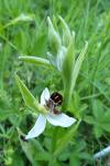 Ophrys apifera