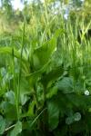 Epipactis helleborine