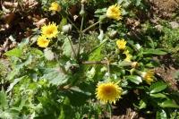 Sonchus oleraceus