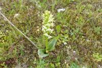 Platanthera chlorantha