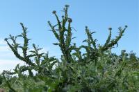 Onopordum acanthium