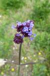 Verbena bonariensis