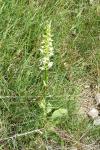 Platanthera bifolia