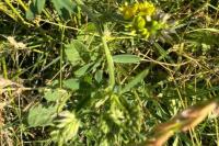 Medicago sativa subsp. falcata