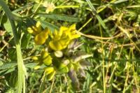 Medicago sativa subsp. falcata