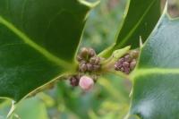 Ilex aquifolium