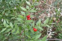 Ruscus aculeatus