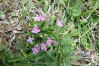Centaurium erythraea