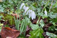 Galanthus nivalis