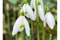 Galanthus nivalis