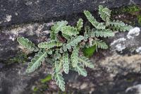 Asplenium ceterach