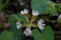 Petasites pyrenaicus