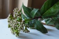 Viburnum tinus