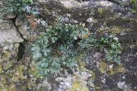 Asplenium ruta-muraria