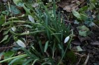 Galanthus nivalis
