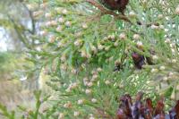 Thuja occidentalis