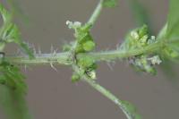 Urtica urens