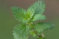 Urtica urens