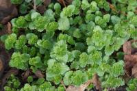 Veronica persica