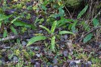 Asplenium scolopendrium