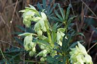 Helleborus foetidus