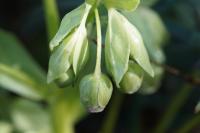 Helleborus foetidus