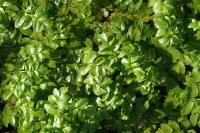 Helosciadium nodiflorum