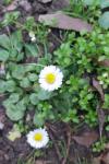 Bellis perennis