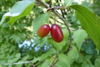 Cornus mas