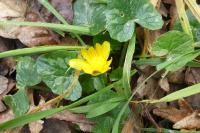 Ficaria verna