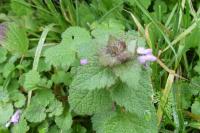 Lamium purpureum