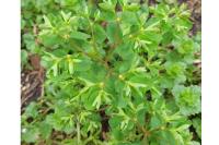 Euphorbia peplus