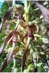 Himantoglossum hircinum