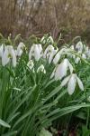 Galanthus nivalis