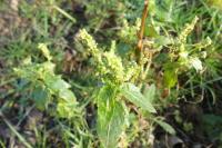 Mercurialis annua